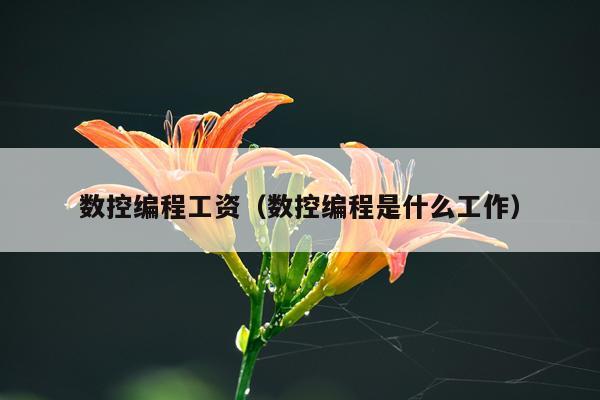 数控编程工资（数控编程是什么工作）