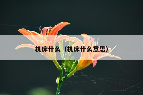 机床什么（机床什么意思）