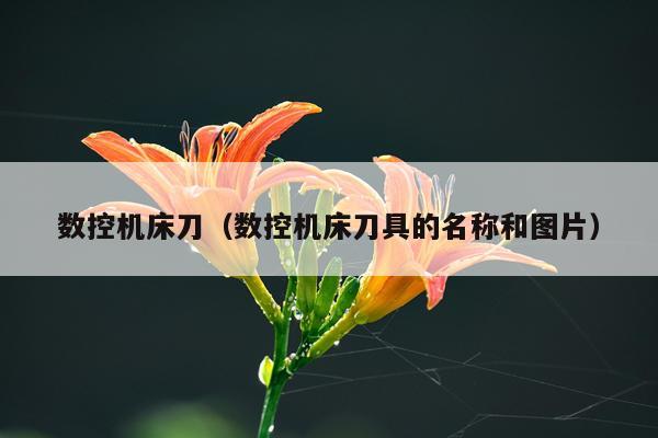 数控机床刀（数控机床刀具的名称和图片）