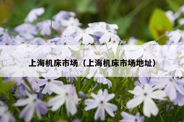 上海机床市场（上海机床市场地址）